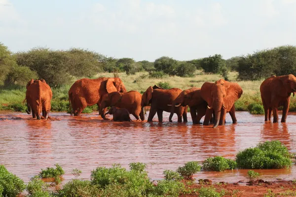Tsavo