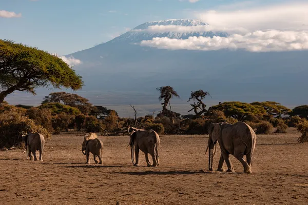 Amboseli